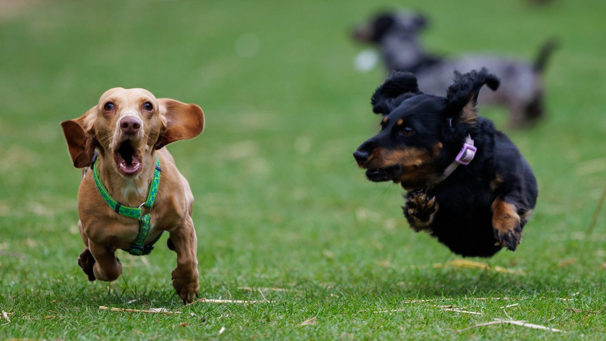 Dachshund Derby